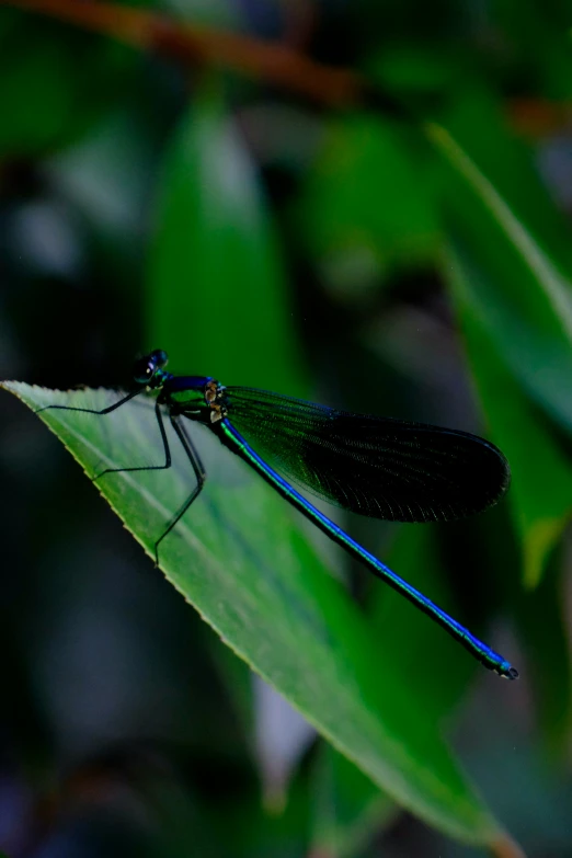 a large insect sitting on top of a green leaf