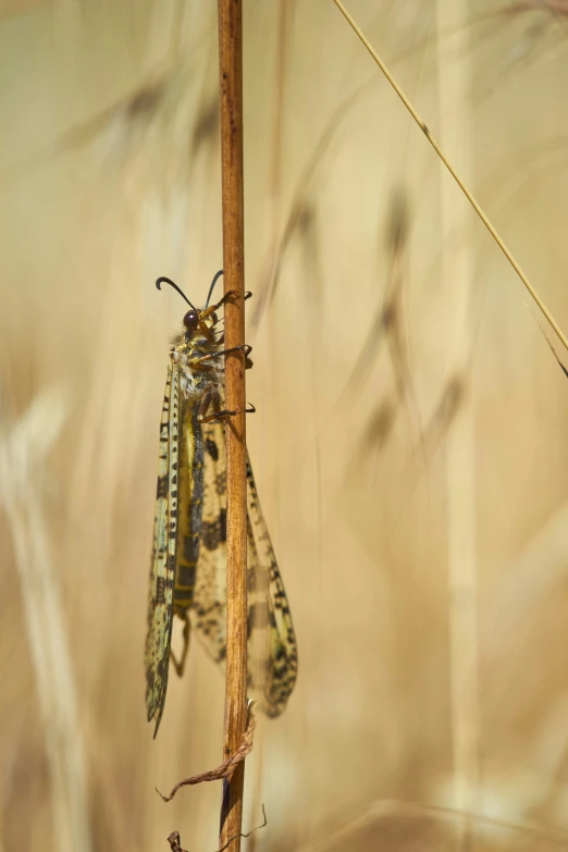 this is an image of two buggies hanging on a stalk