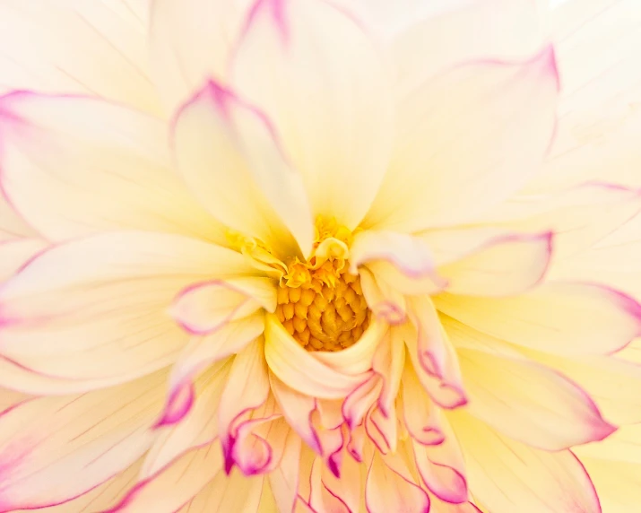 a yellow flower is seen close up on this image