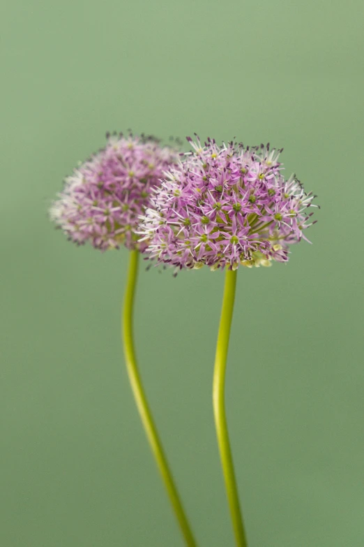 two flower heads that are in a vase