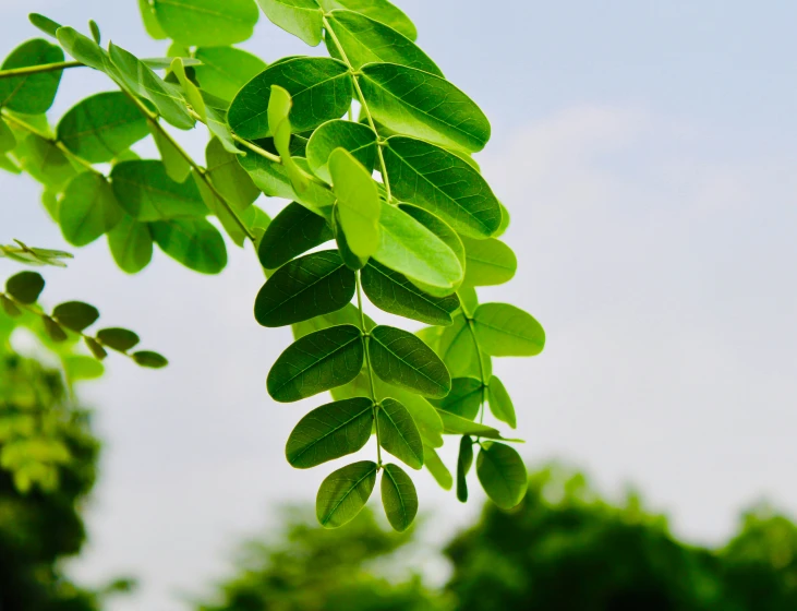 some leaves on a tree that are hanging from the nches