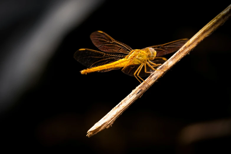 a close up of a insect on a stick