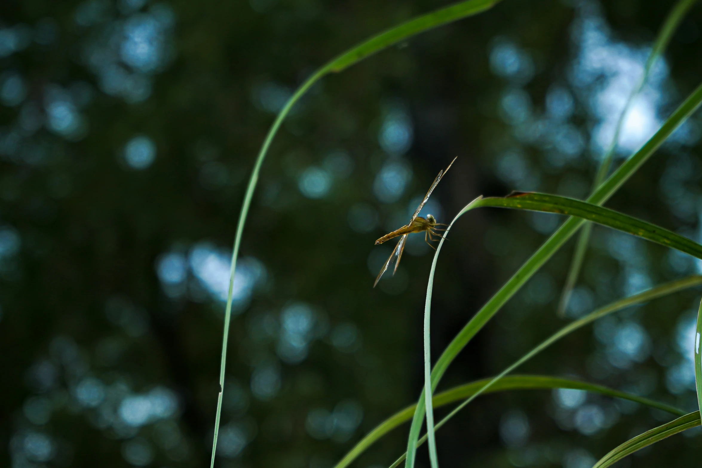 a grass bug is laying on its long nch