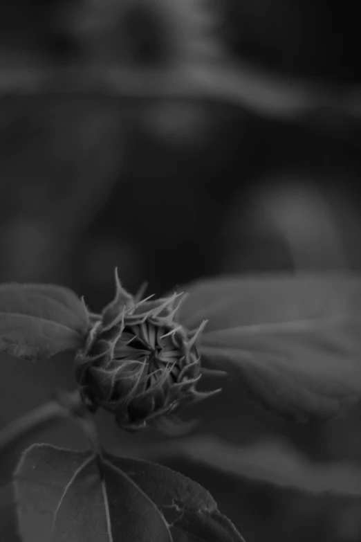 the black and white po is showing a leaf and other plant