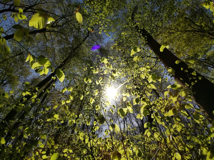 the sun peeking through leaves in a forest