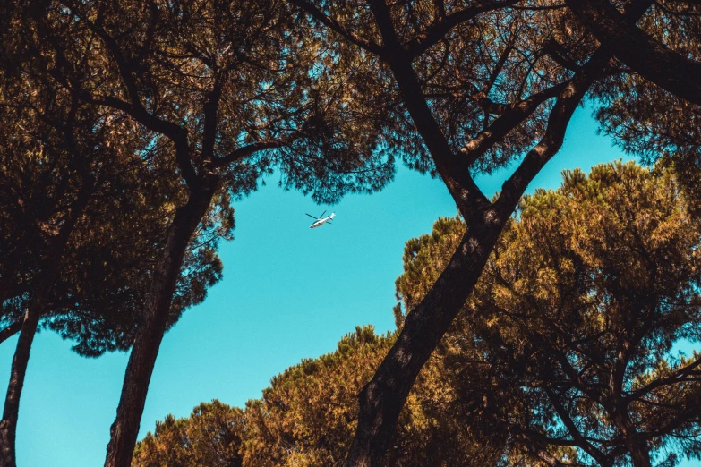 an airplane is flying through the blue sky between pine trees