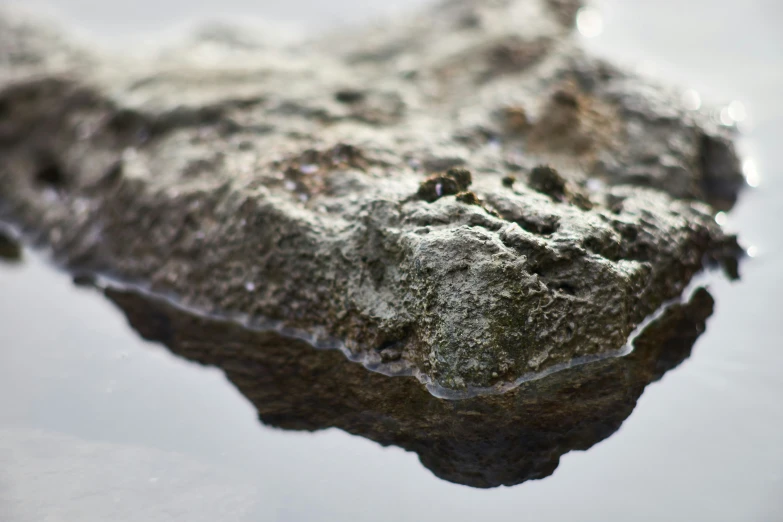 close up image of a rock laying upside down