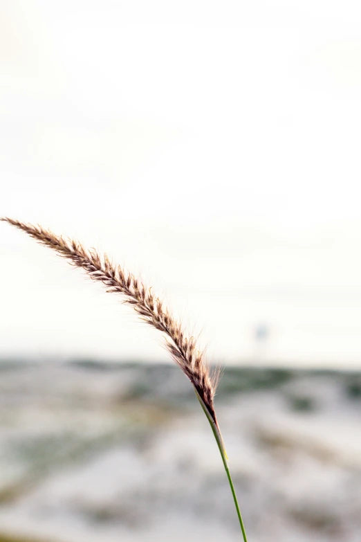 the grass is long and has very tiny seeds