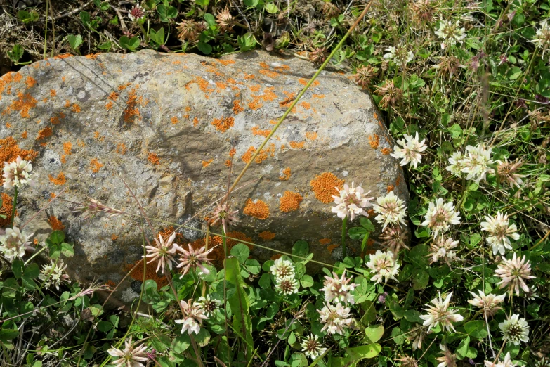 small white and orange flowers growing near a large rock