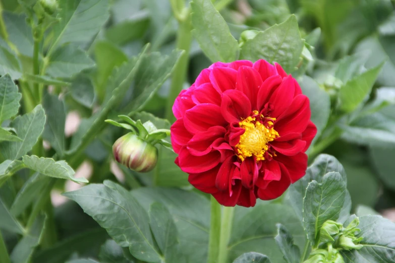 a red flower with a yellow center surrounded by green foliage