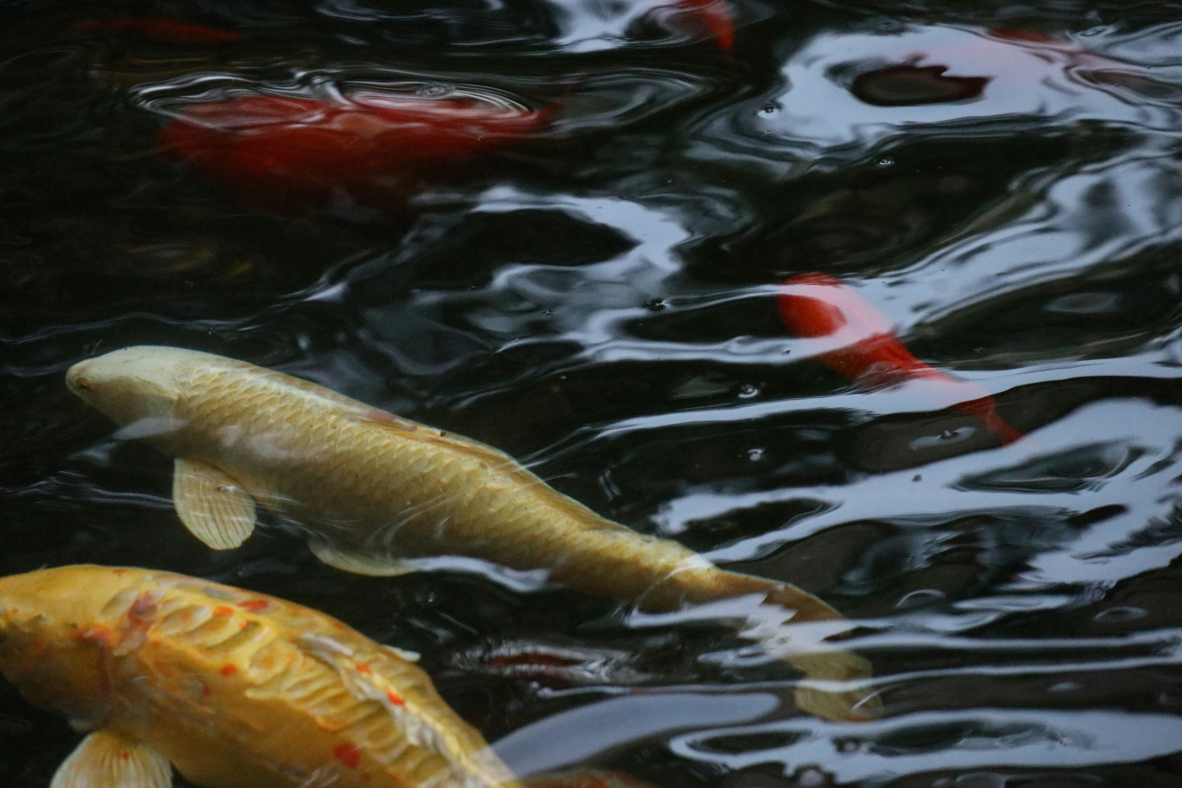 multiple colorful koi swimming in the water