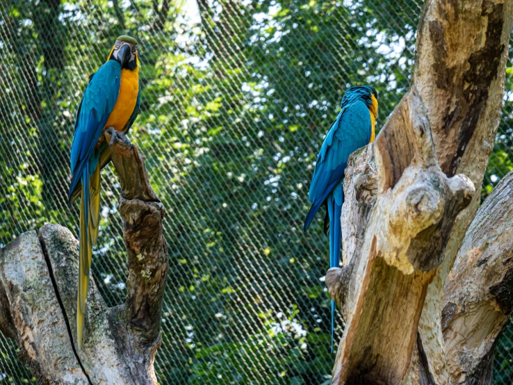 two blue and yellow macaws perched on trees near a chain link fence