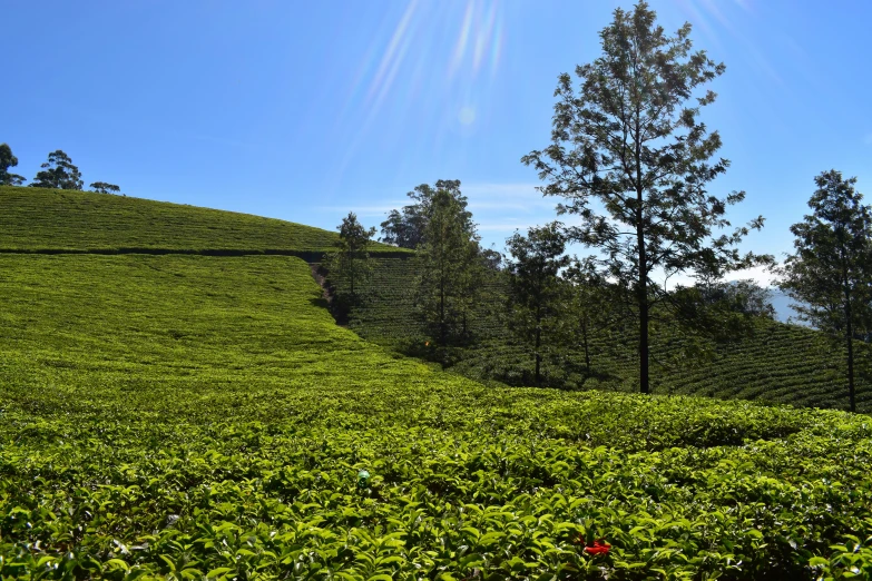 tea plants on the side of a hill in a sunny day