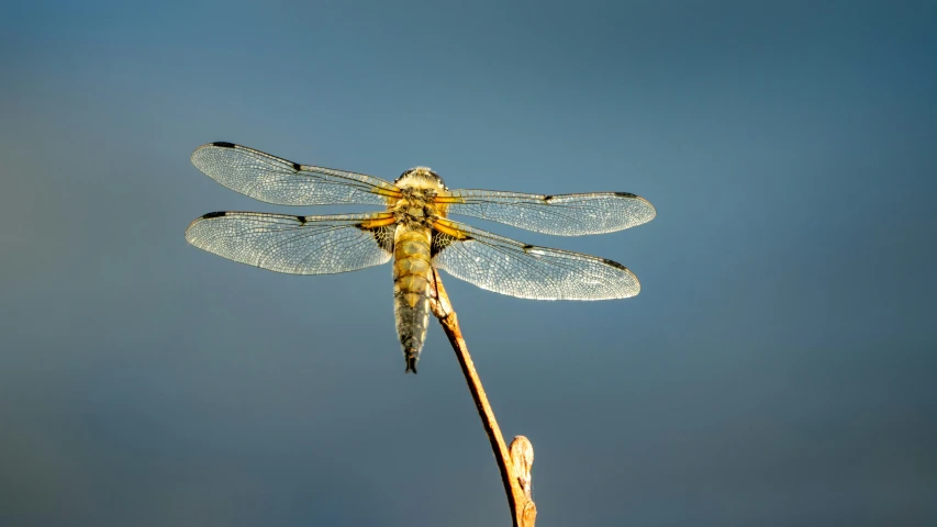 a large dragonfly is perched on the end of a stem