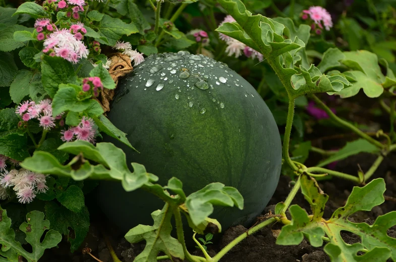 a green water melon is nestled in some flowers