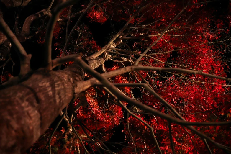 some nches and red flowers on trees in the dark