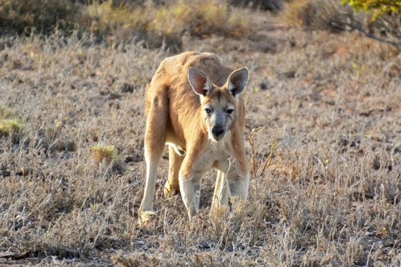 an adult kangaroo in a grassy area with trees