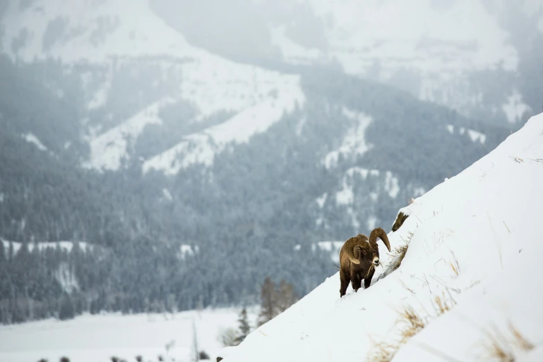 two wild animals on the side of a snowy mountain