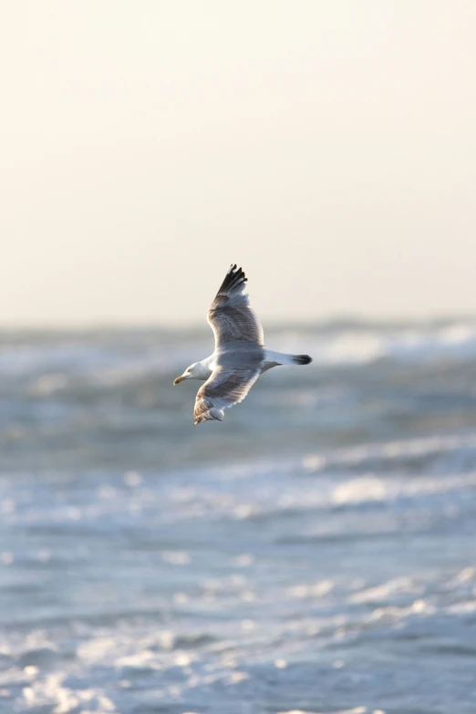 a bird flying over the top of a body of water