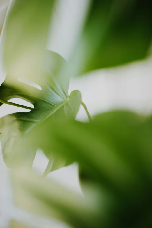 a plant with large green leaves inside of it