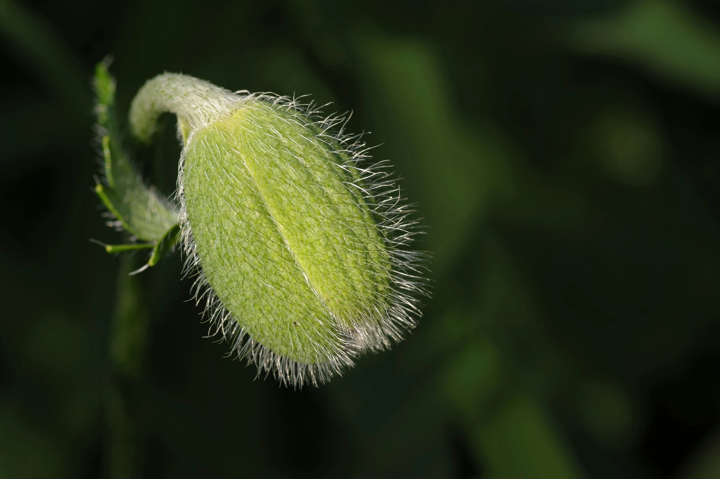 a flower bud on the stem with green leaves