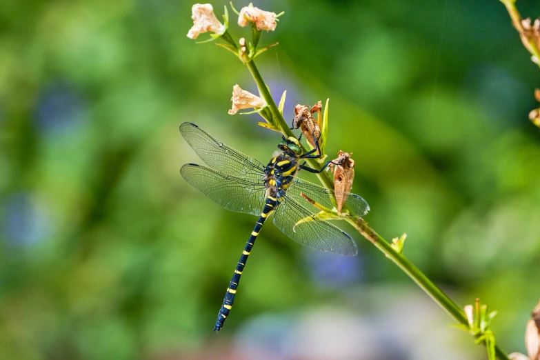 an orange dragonfly resting on the stem of a flower