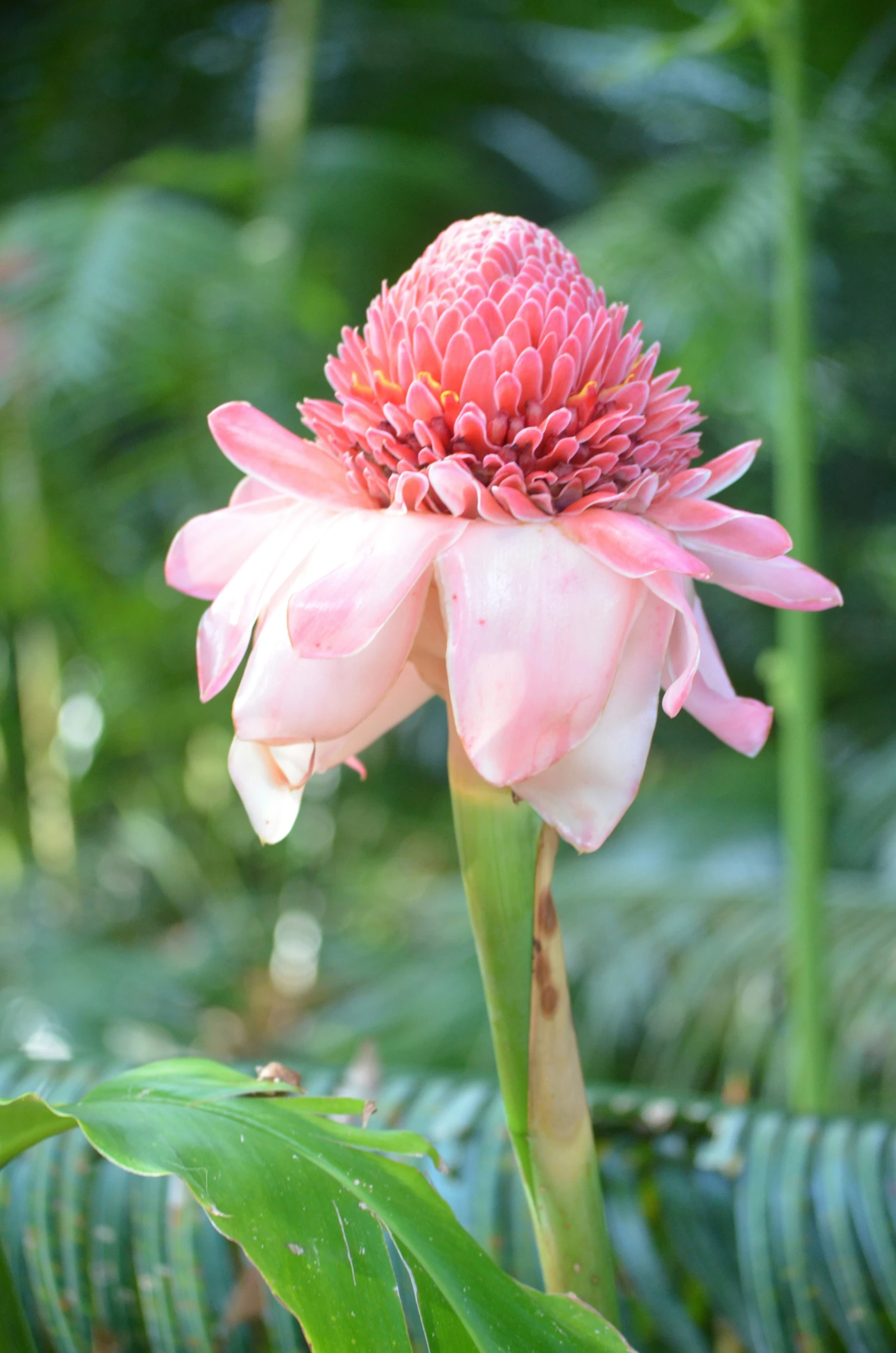 large pink flower surrounded by lush green leaves