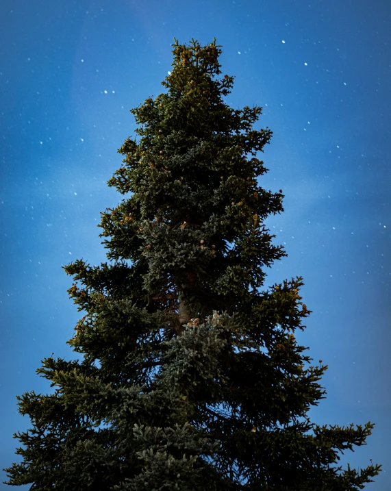 a tall green tree is silhouetted against the evening sky