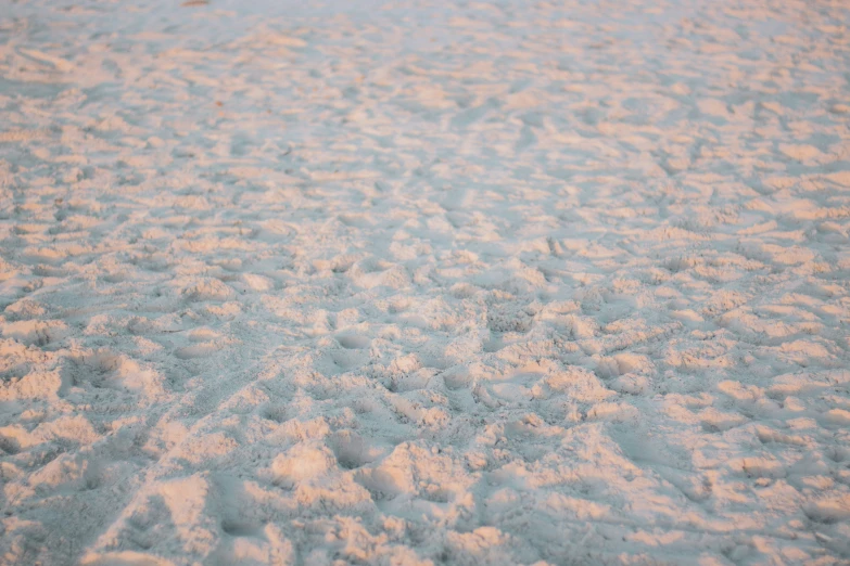 a white bird's foot is seen in the snow