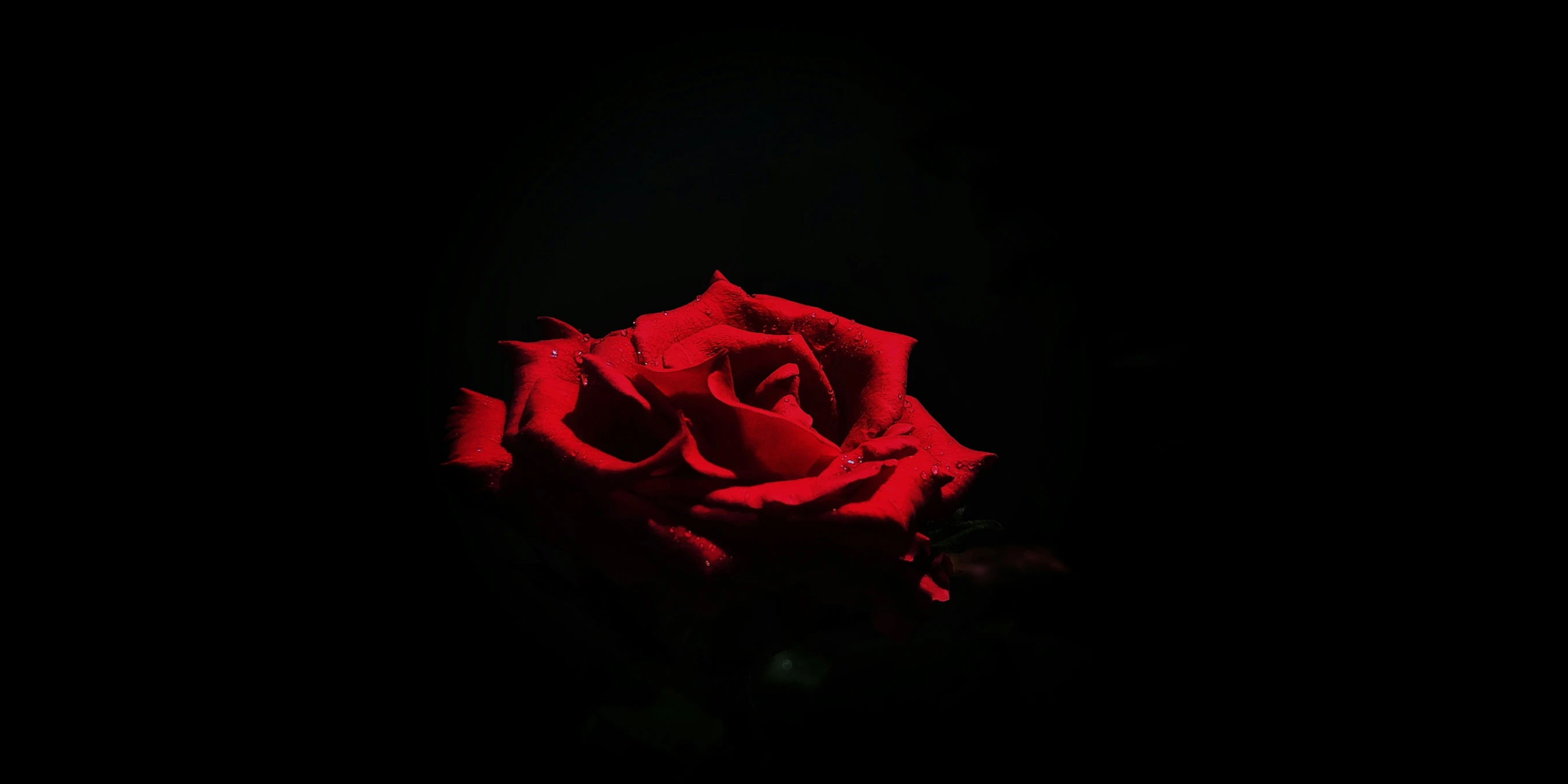 a rose that is in the dark with a black background