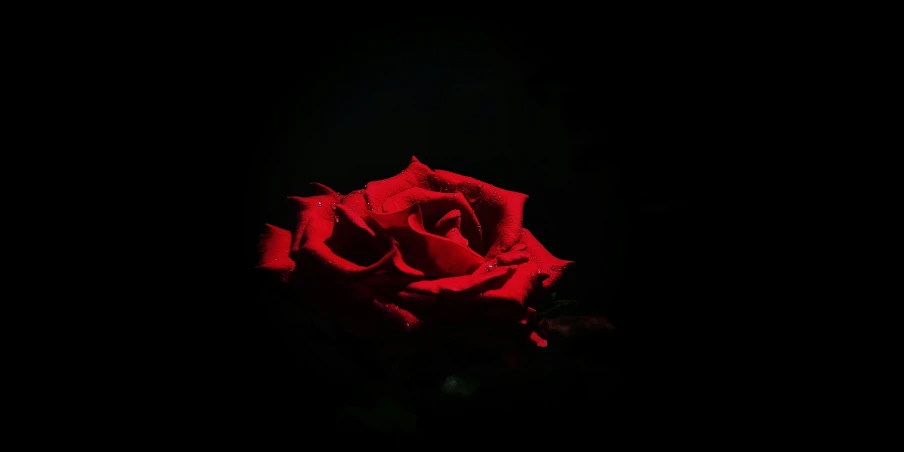 a rose that is in the dark with a black background