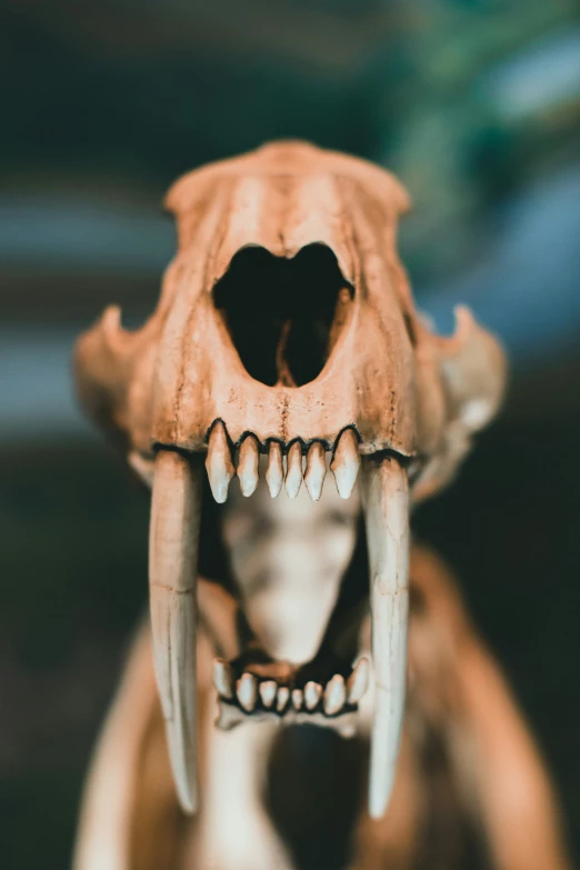 an animal skull with sharp teeth and wide teeth