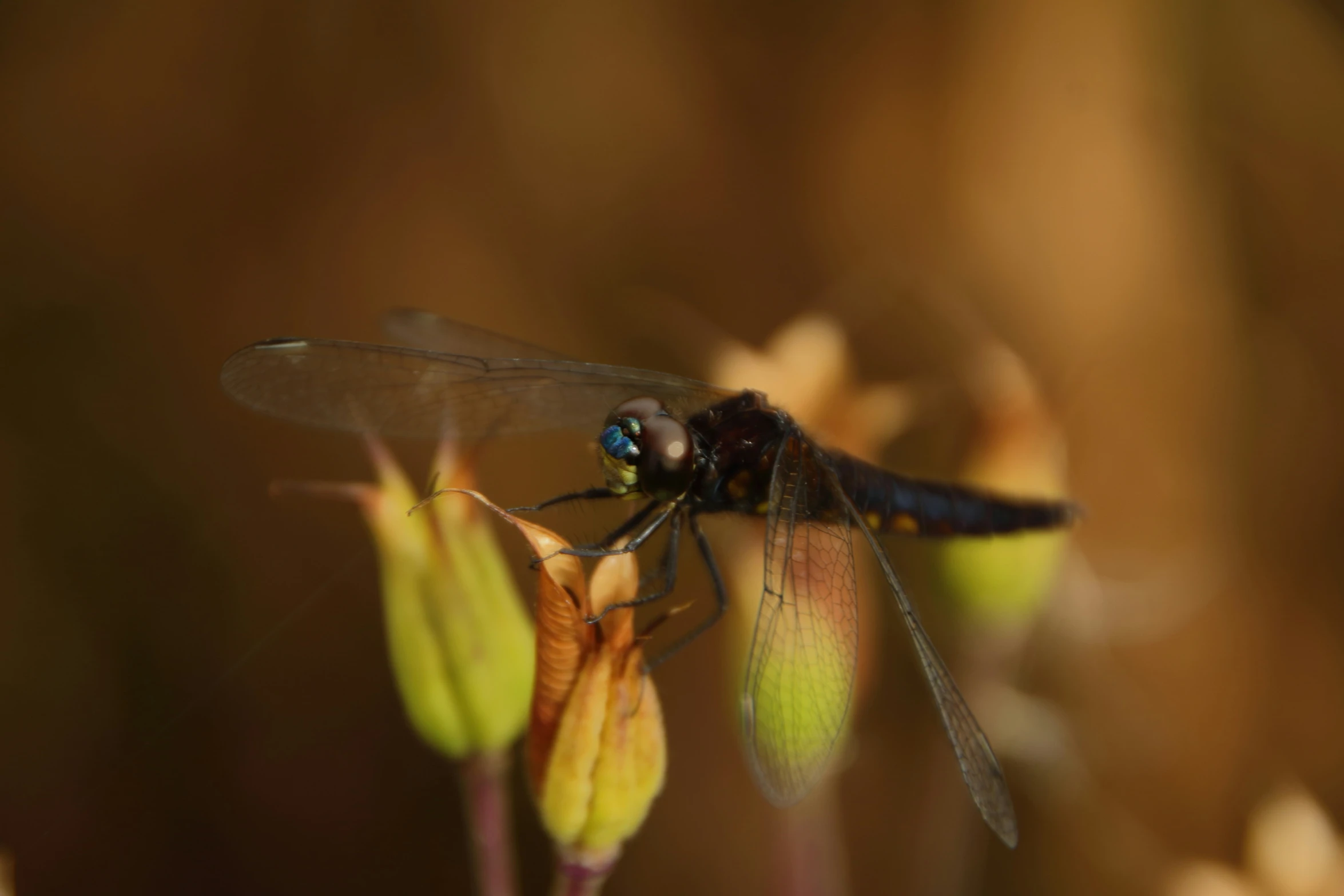 a dragon fly sitting on a flower with no petals