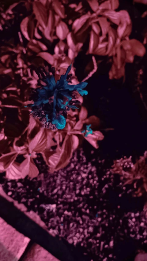 a blue flower in a red and black setting