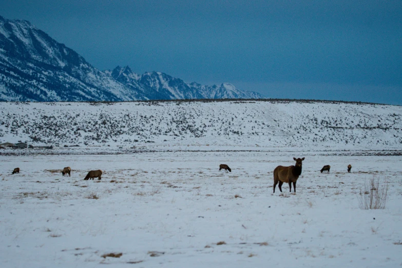 animals graze in a snowy area on a mountaintop