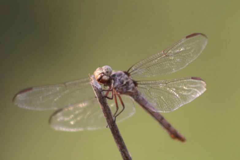 a close up of a dragonfly sitting on top of a plant