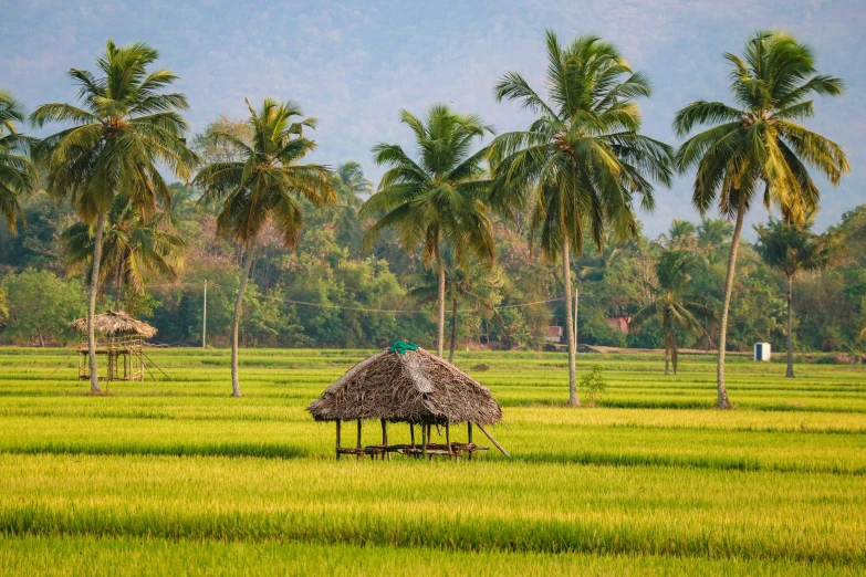 green grassy field with houses with palm trees in background