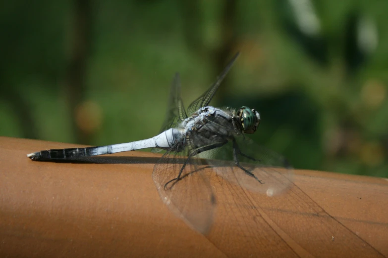 a dragon fly sitting on top of a wooden surface