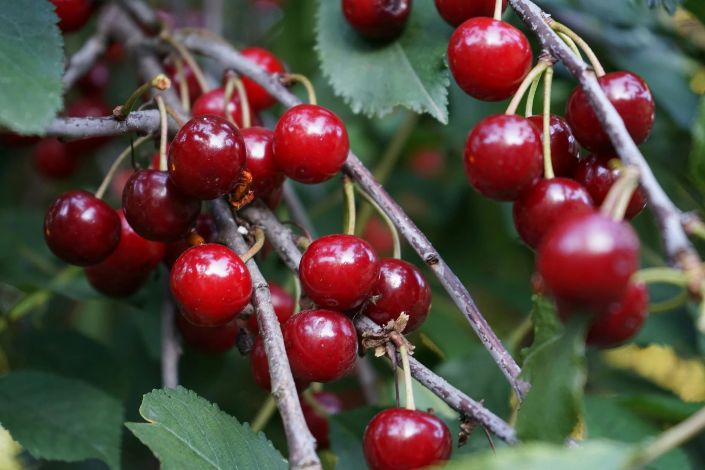 closeup of berries on the tree, with leaves