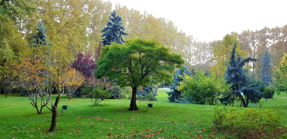 an area in a park that has lots of trees