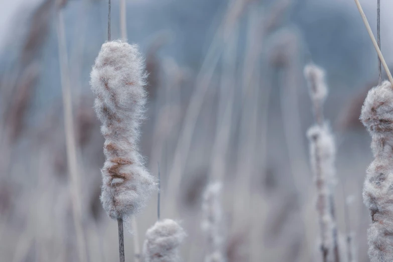 frozen grasses are seen with some long, thin stalks