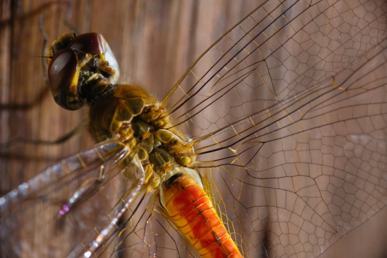 an orange and yellow dragonfly resting on the top of its wings