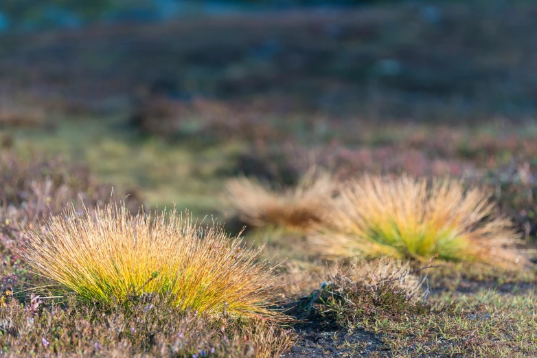 brown and green plants on ground in daylight