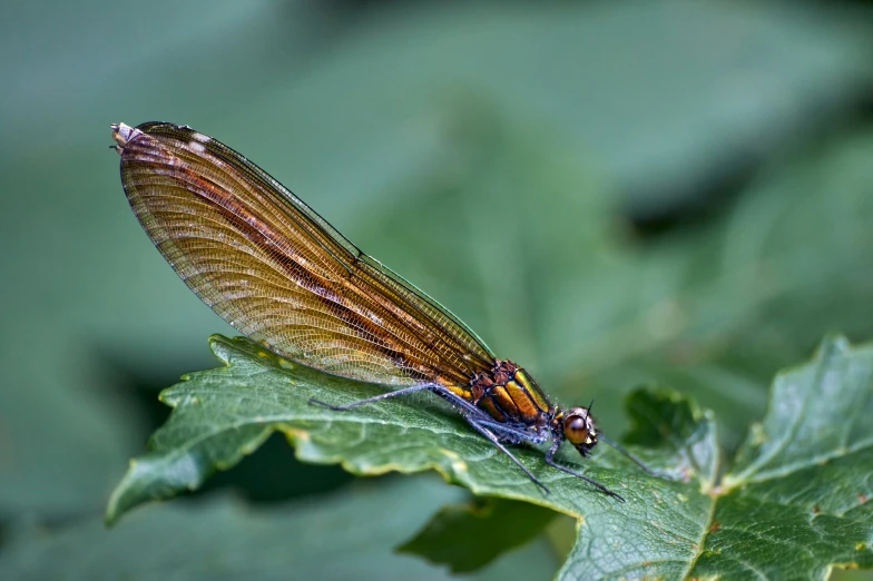 a dragon fly perches on top of the green leaves