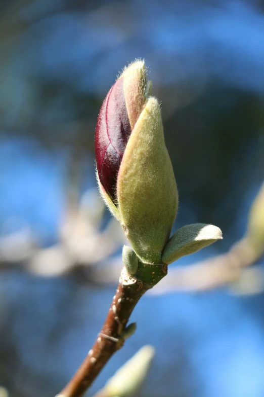 a budding plant with its flower buds in the foreground