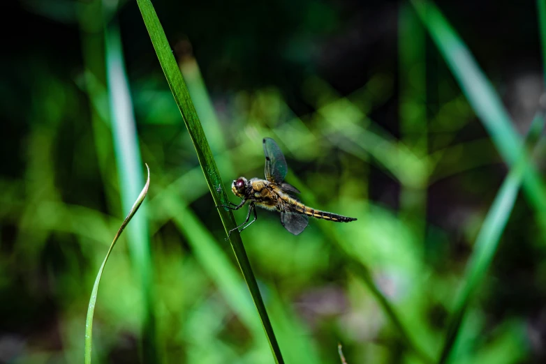 a very small insect sitting on some grass