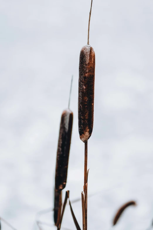 a very small weed with tiny buds coming out