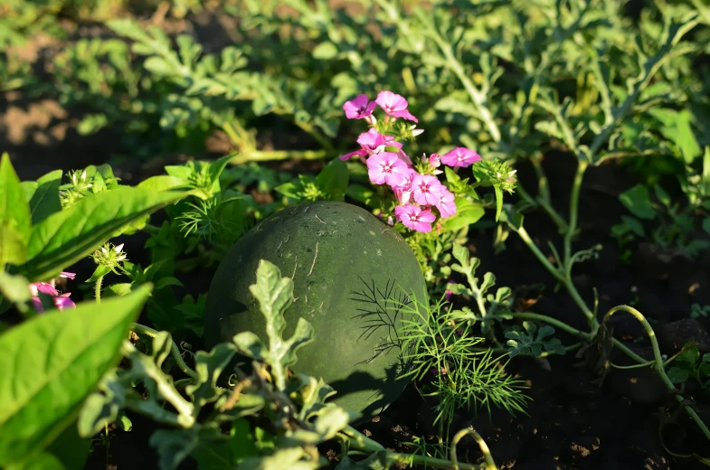 some purple flowers are growing in the dirt