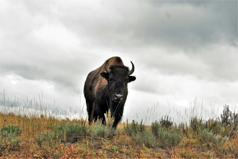 a long horn cow standing on the side of a lush green hillside