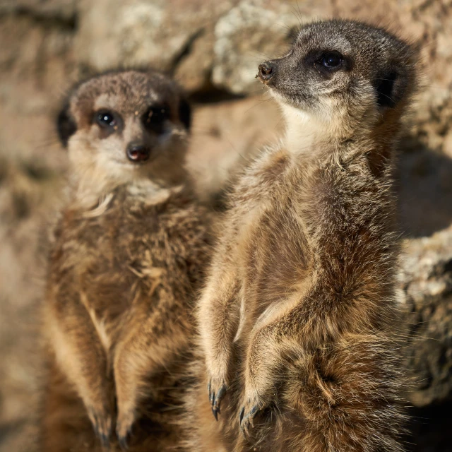 two small meerkats standing next to each other